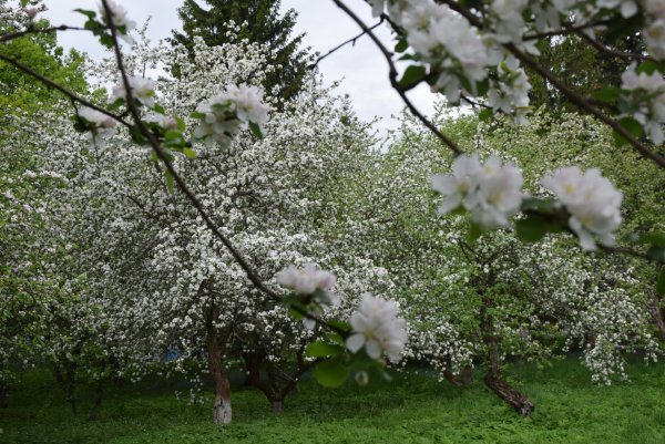 Майский Цветущий Яблоневый сад