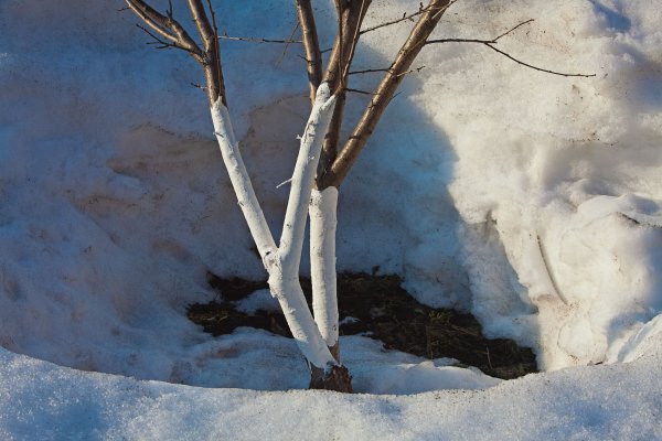Побелка плодовых деревьев