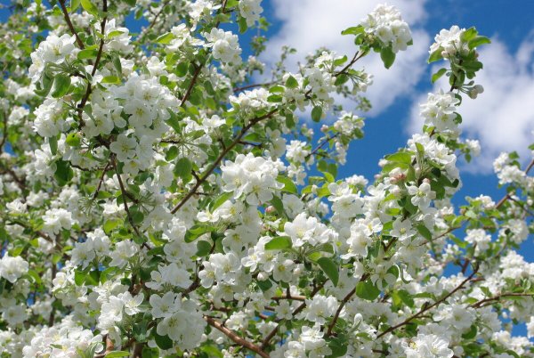 Цветет молодая яблоня