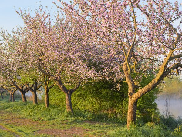 Жигулёвские сады цветение