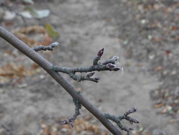 Кольчатка яблони это