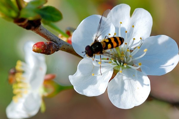 Верба ольха цветет