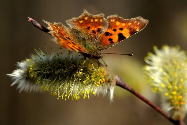 Пробуждение насекомых весной