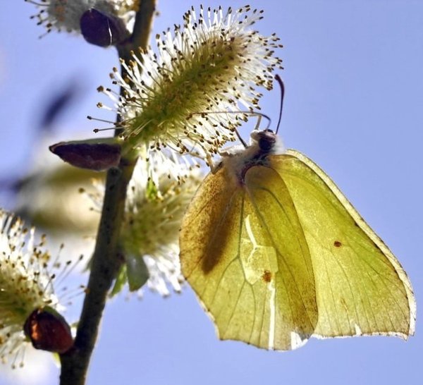Появление насекомых весной