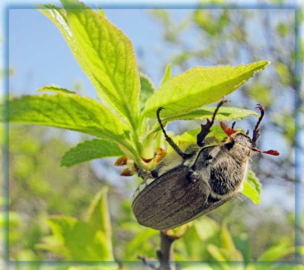 Весеннее Пробуждение насекомых