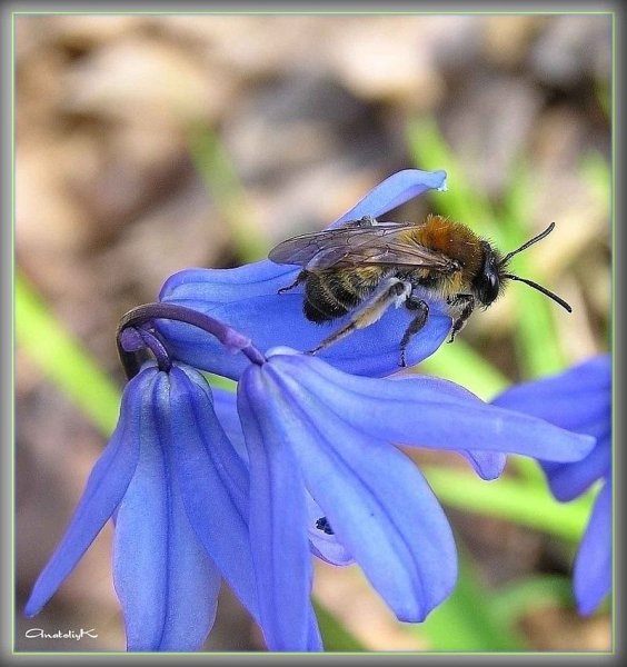 Насекомые весной