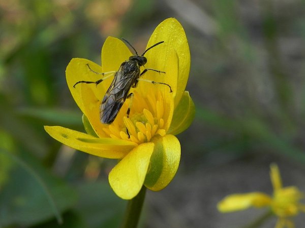 Первые насекомые весной
