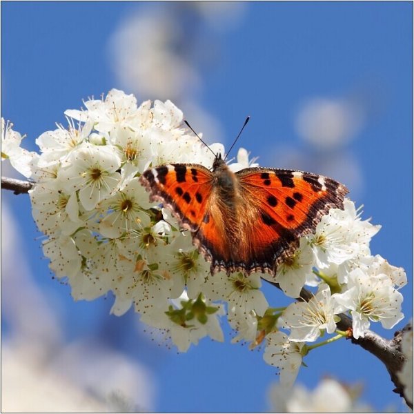 Весенние насекомые