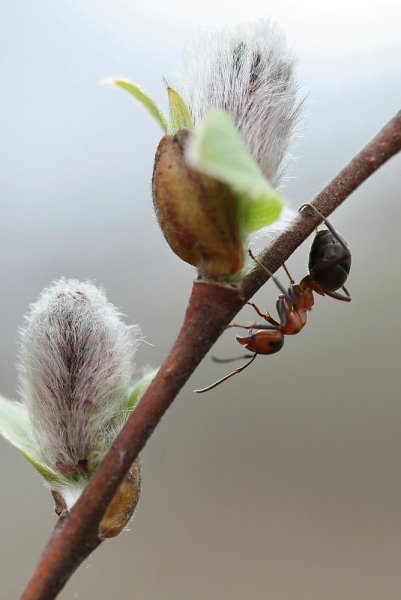 Насекомые и животные весной