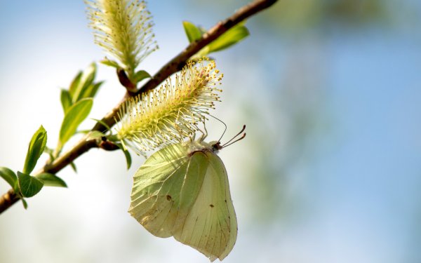 Просыпаются насекомые