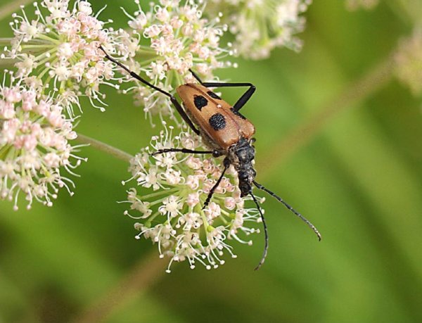 Пчела на подснежнике