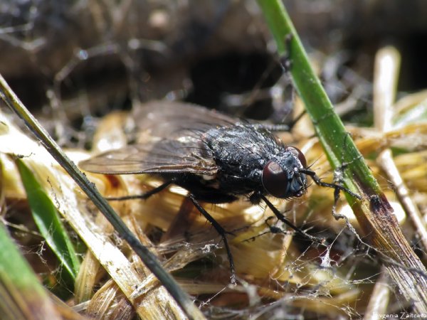 Насекомые просыпаются весной