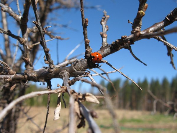 В Подмосковье насекомые проснулись весной