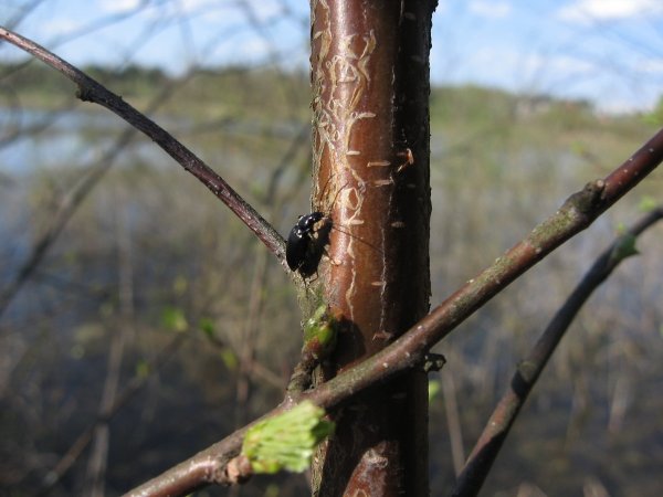 Весенние насекомые