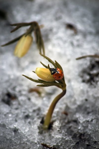 Лимонница бабочка весной