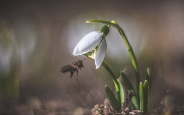 Насекомые ранней весной