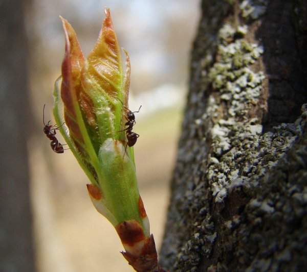 Весеннее Пробуждение насекомых