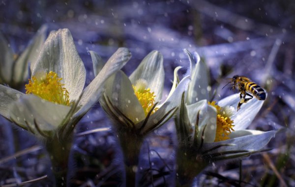 Насекомые весной для дошкольников