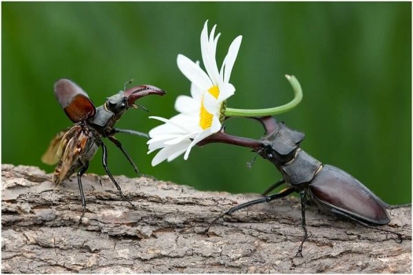 Насекомые после зимы