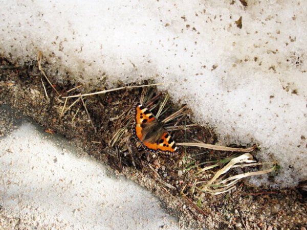 Насекомые весной