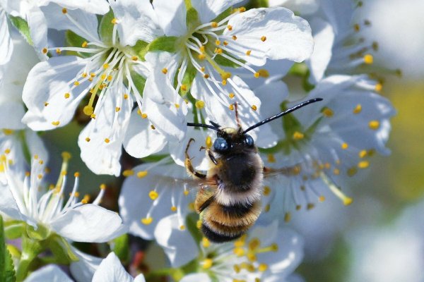 Пчела на цветущей яблоне