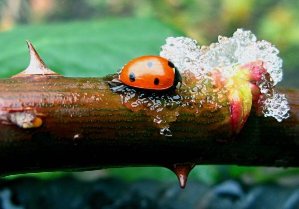 Бронзовка в полете