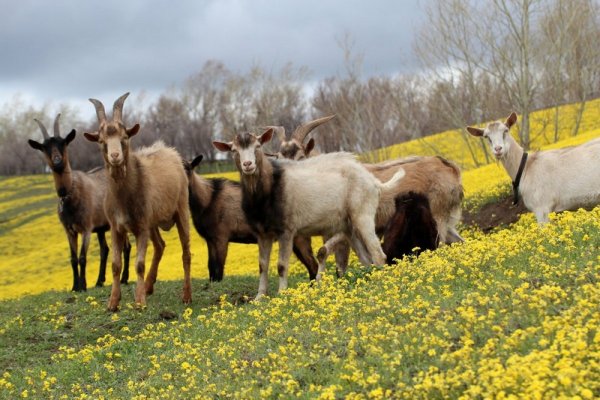 Дикие животные для детского сада