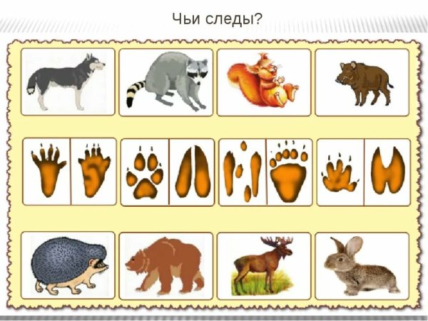 Задания с дикими животными для детей