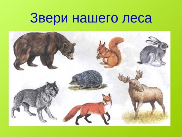 Дикие животные и их Детеныши