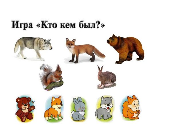 Домашние животные ДОУ