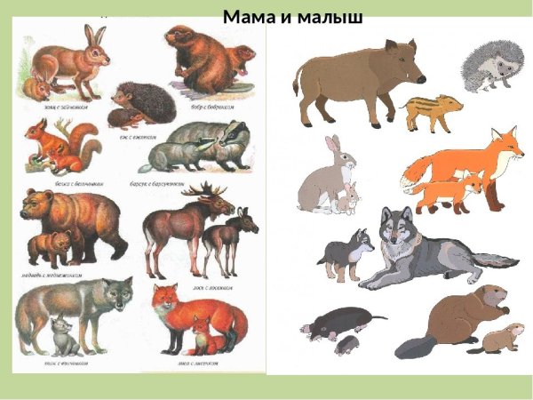 Зайцы на Поляне