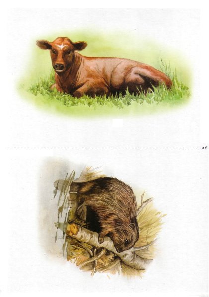 Дикие животные России картотека