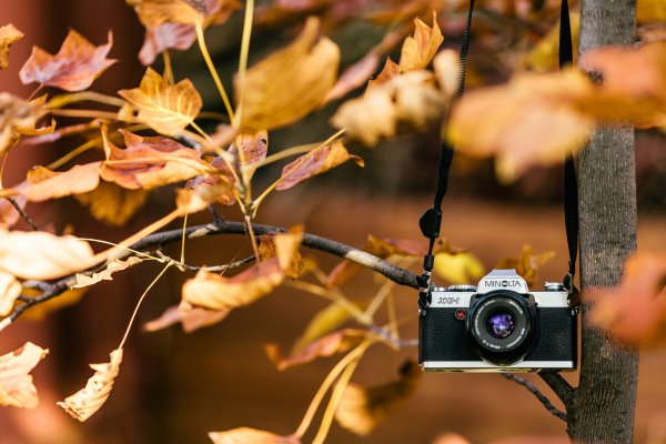Осень в объективе