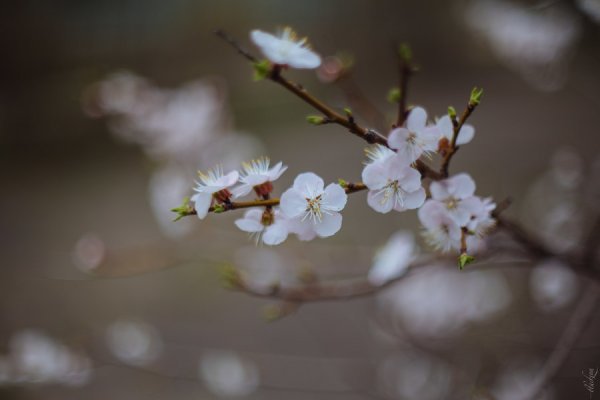 Canon FD 55 1.2 примеры фото