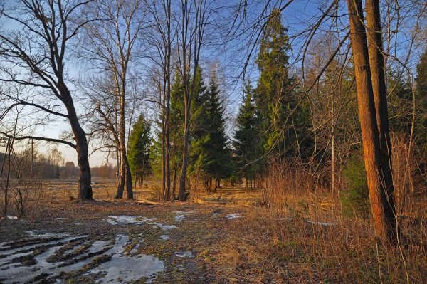 Гелиос Триоплан портрет