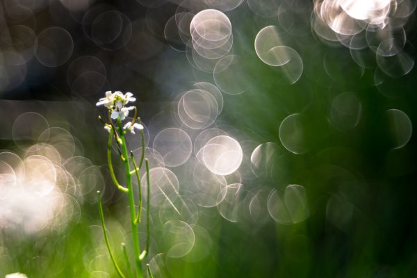 Весна в объективе конкурс