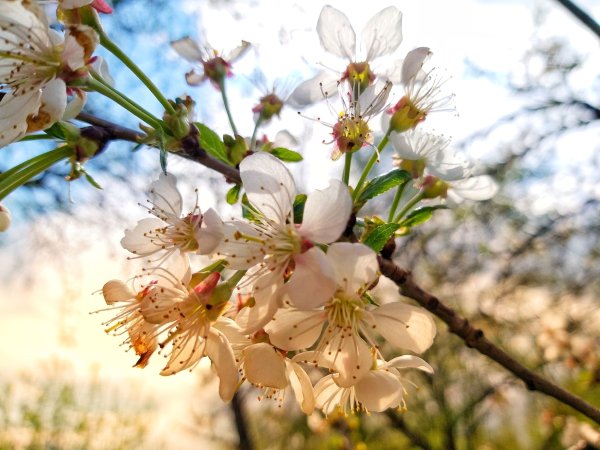 Растения Крыма ай Петри