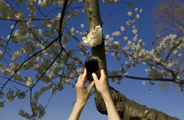 Макросъемка природа