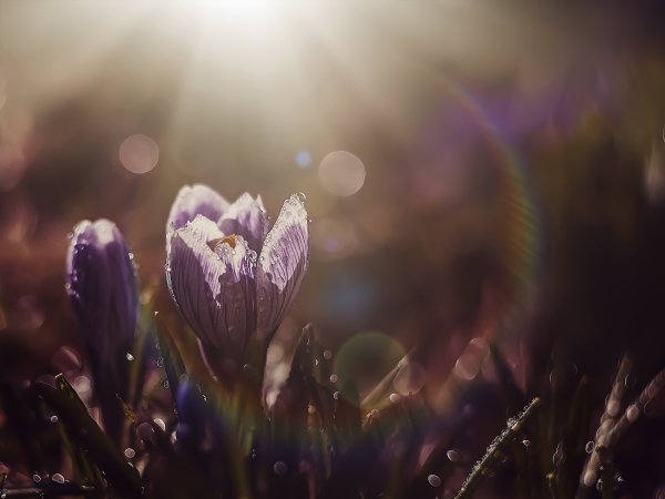 Фотофон зелень