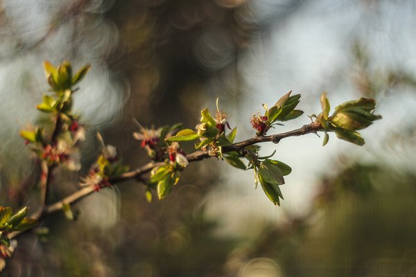 Полевые цветы в руках