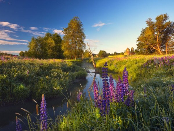 Весенний Солнцеворот, Вербоносица