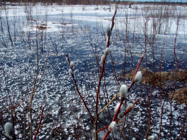 Девочка с подснежниками