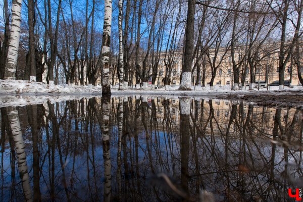 Синие весенние цветы
