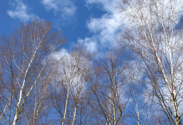 Подснежники у ручья