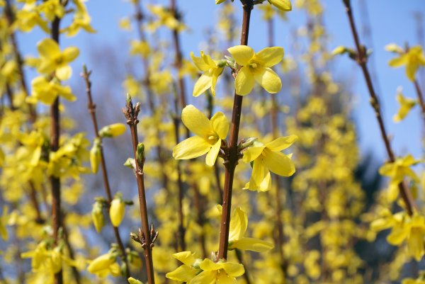 Форзиция европейская — Forsythia europaea