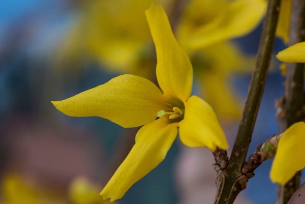 Blake Blossom Yellow