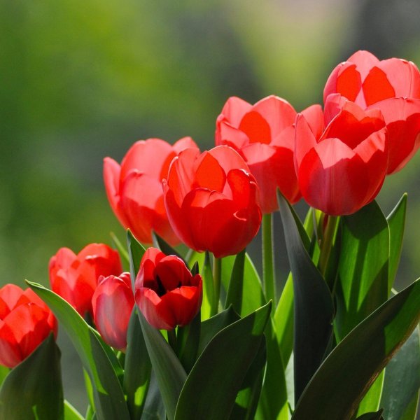 Красные тюльпаны