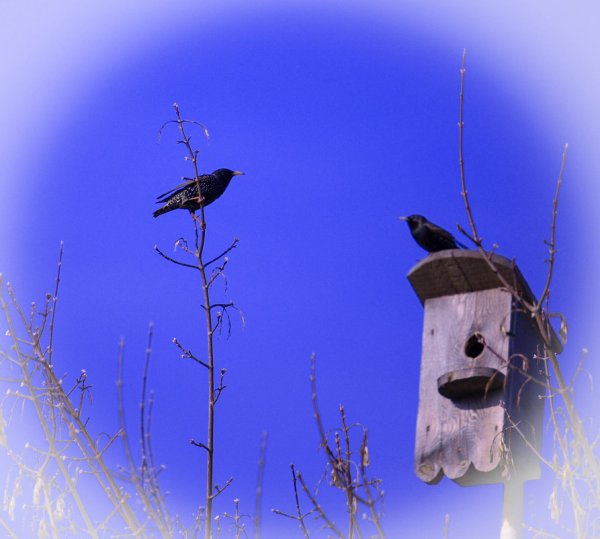 Скворцы прилетели