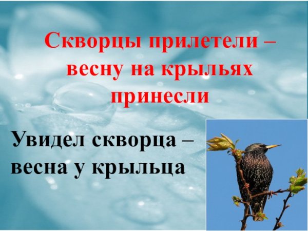 Скворцы прилетели на крыльях весну