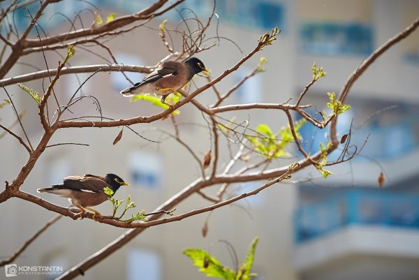 Акция скворцы прилетели